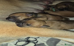 Mixed Breed dogs for sale: Adorable Bull Bordeaux Puppies  - Image 10