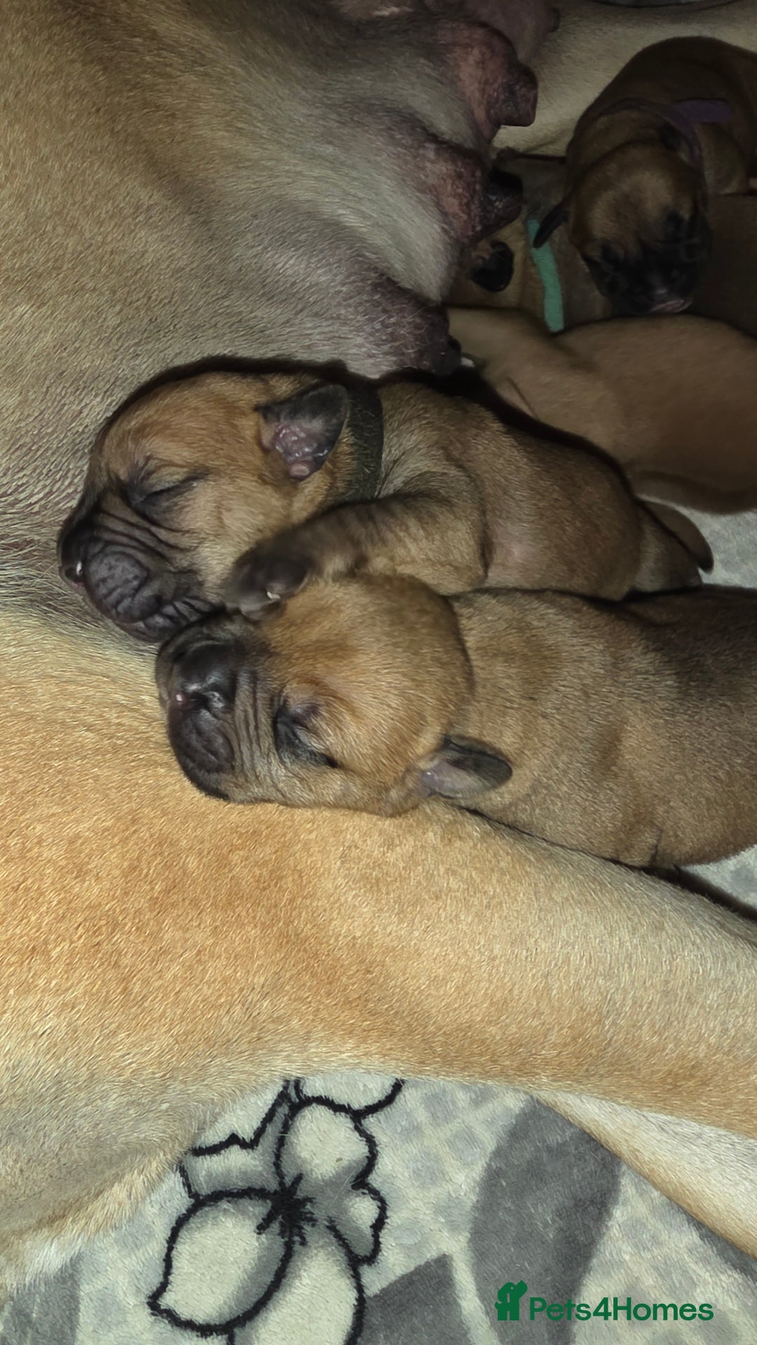 Mixed Breed dogs for sale: Adorable Bull Bordeaux Puppies  - Image 10