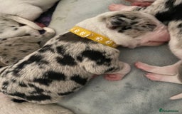Mixed Breed dogs for sale: beautiful Bull/Greyhound puppies  - Image 8