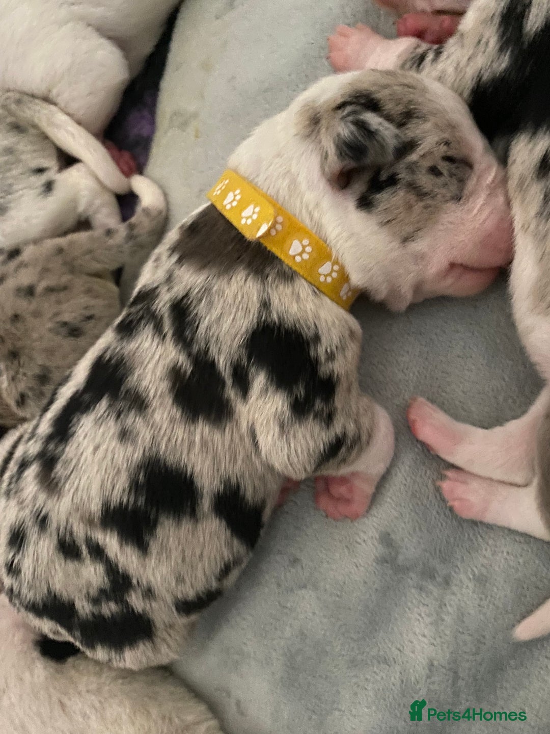 Mixed Breed dogs for sale: beautiful Bull/Greyhound puppies  - Image 8