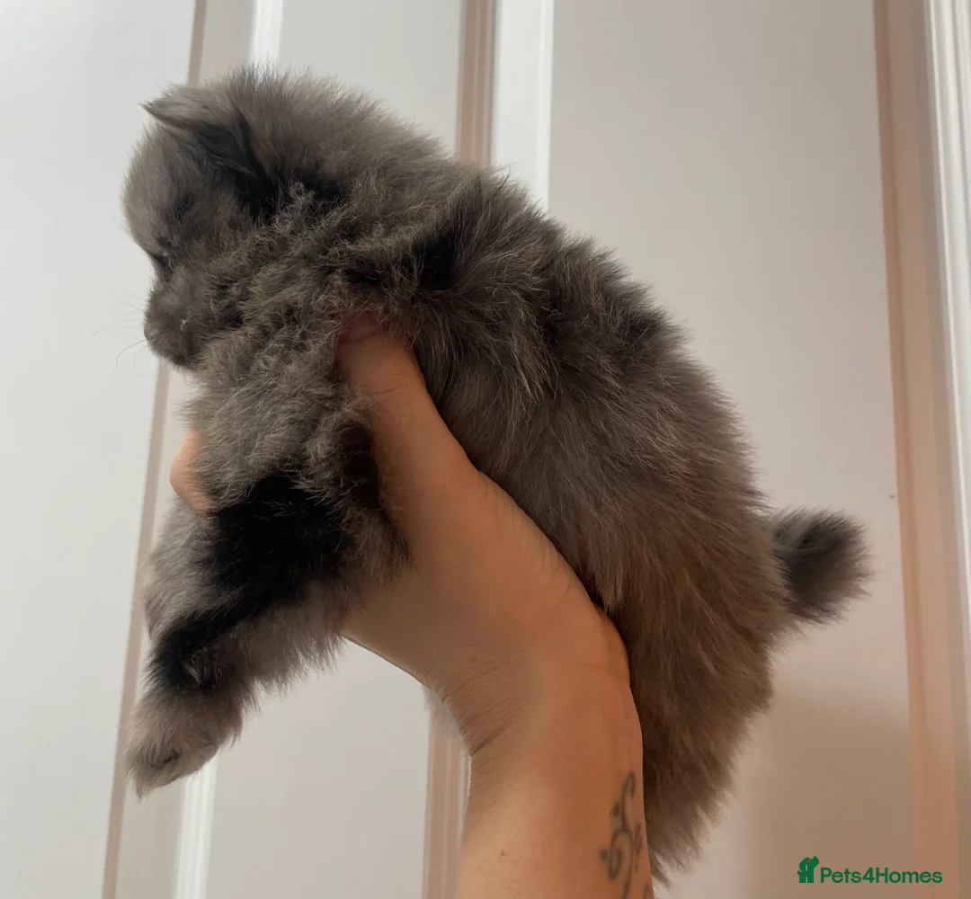 Pomeranian dogs for sale: Beautiful Pomeranian Puppies - Advert 5