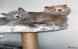 Scottish Fold cats for sale: Scottish Straight, Blue.  - Image 6