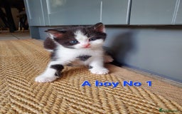 Mixed Breed cats for sale: Half pedigree kittens - Image 12