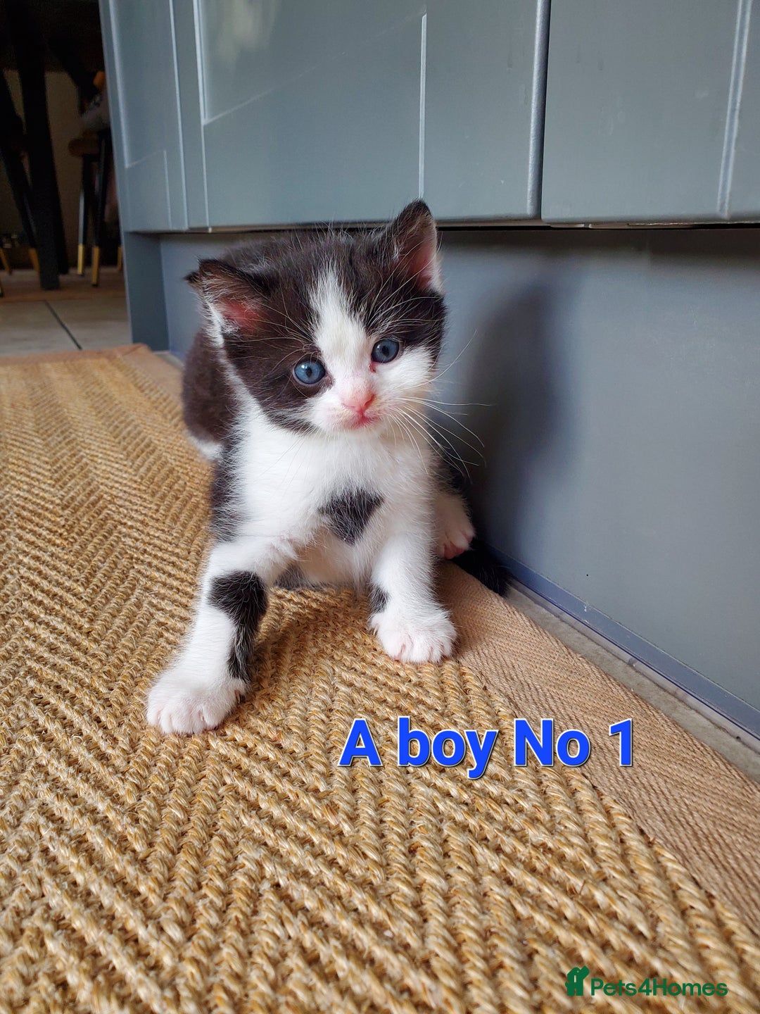 Mixed Breed cats for sale: Half pedigree kittens - Image 12