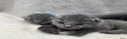 Russian Blue cats for sale: Purebred Russian Blue Kittens - Advert 8