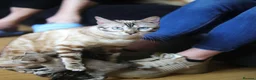Bengal cats for sale: Unique Bloodline Bengals Tica Reg in Musselburgh - Advert 2