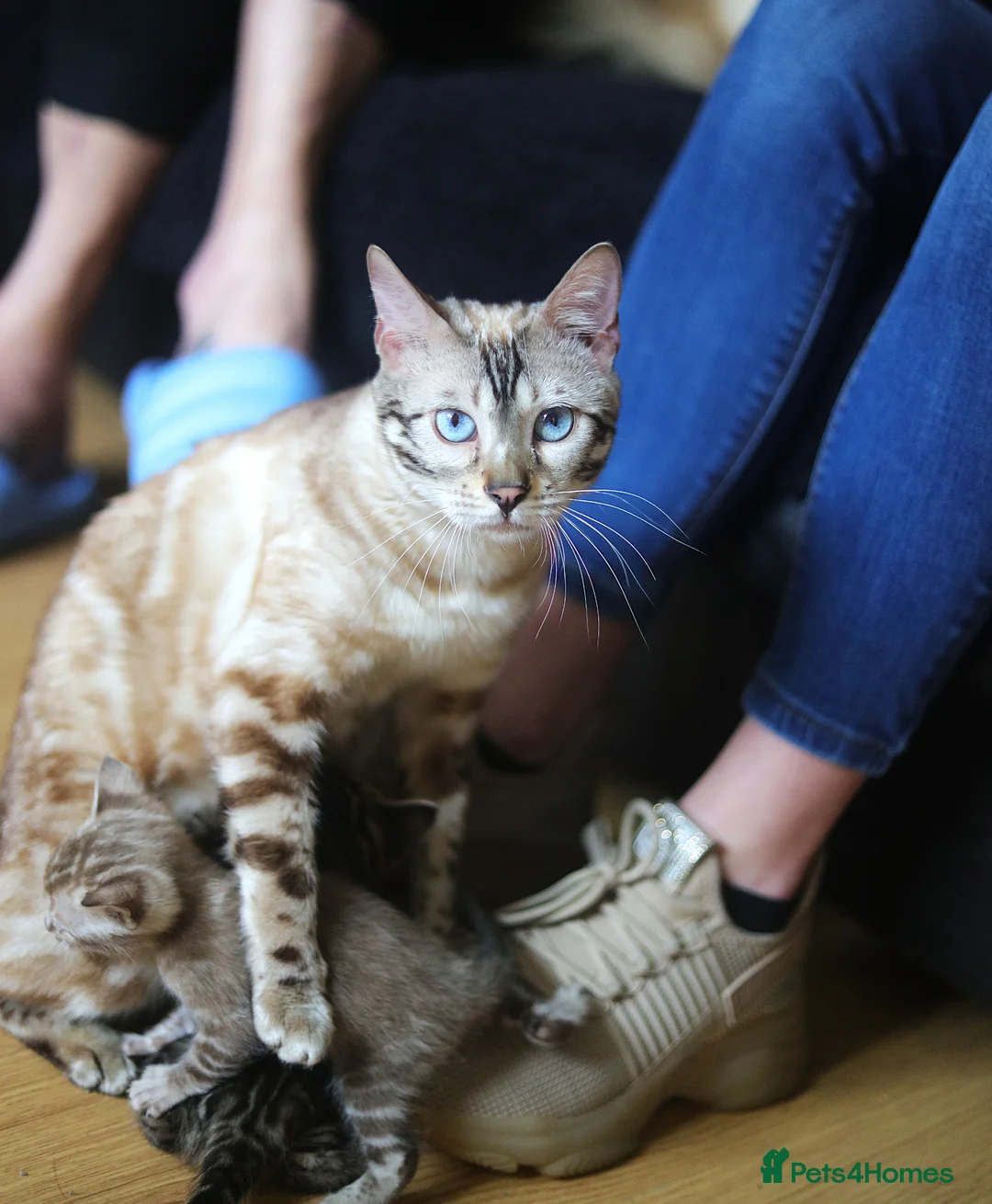 Bengal cats for sale: Unique Bloodline Bengals Tica Reg in Musselburgh - Advert 2
