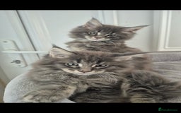Maine Coon cats for sale: Maine coon kittens  - Image 1
