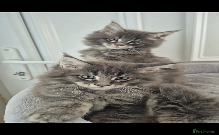Maine Coon cats - Advert 11