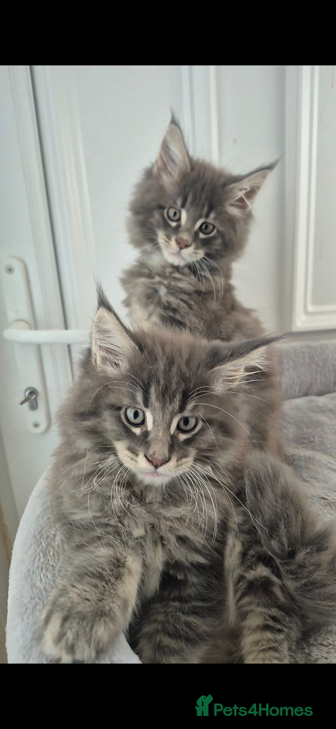 Maine Coon cats for sale: Maine coon kittens  - Image 1