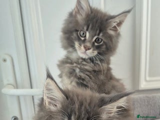 Maine Coon cats - Advert 4