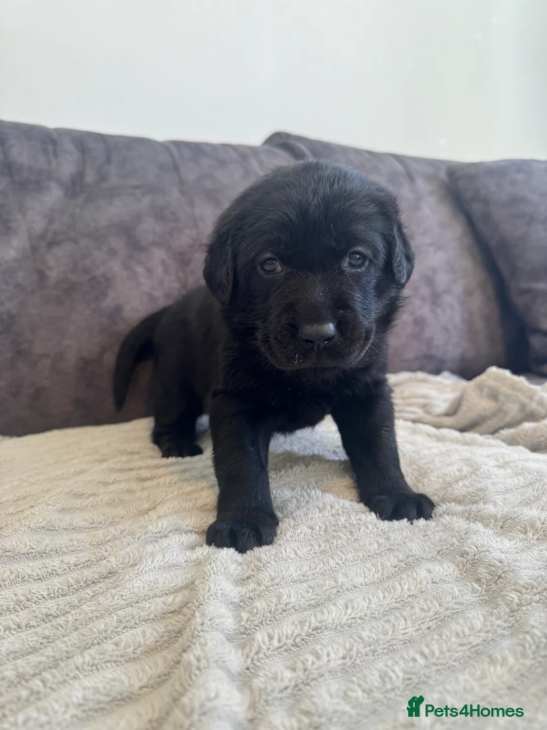 Labrador Retriever dogs for sale: KC Registered Black Chunky Labradors  - Advert 4
