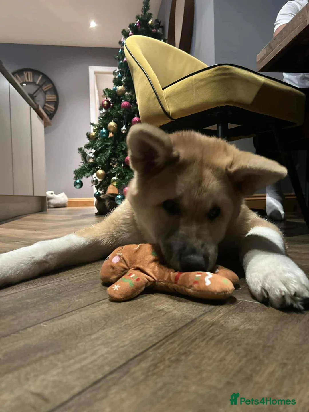 Akita dogs for sale: American Akita Kuba  - Advert 1