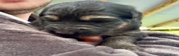 German Shepherd dogs for sale: KC Registered Longcoat German Shepherd pups  - Advert 6