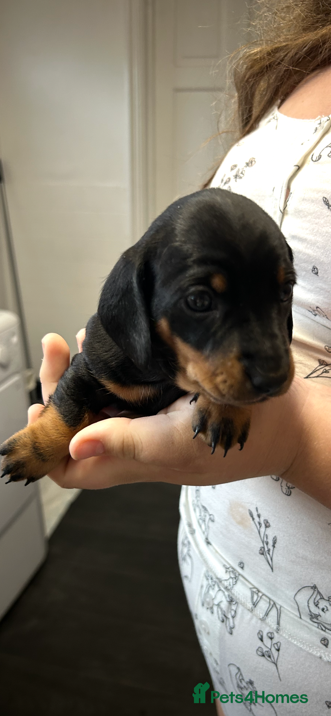 Miniature Dachshund dogs for sale: Miniature dachshund - Image 3