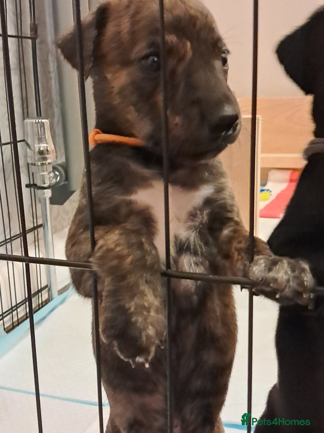 Mixed Breed dogs for sale: 5 whippador puppies for sale - Advert 8