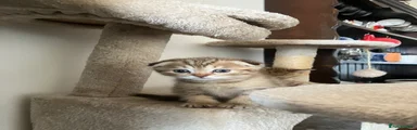 “Tiffy” Shorthaired folded girl