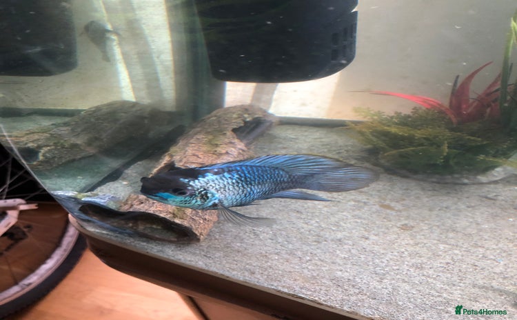 Other/Mixed Breed fish - Advert 1