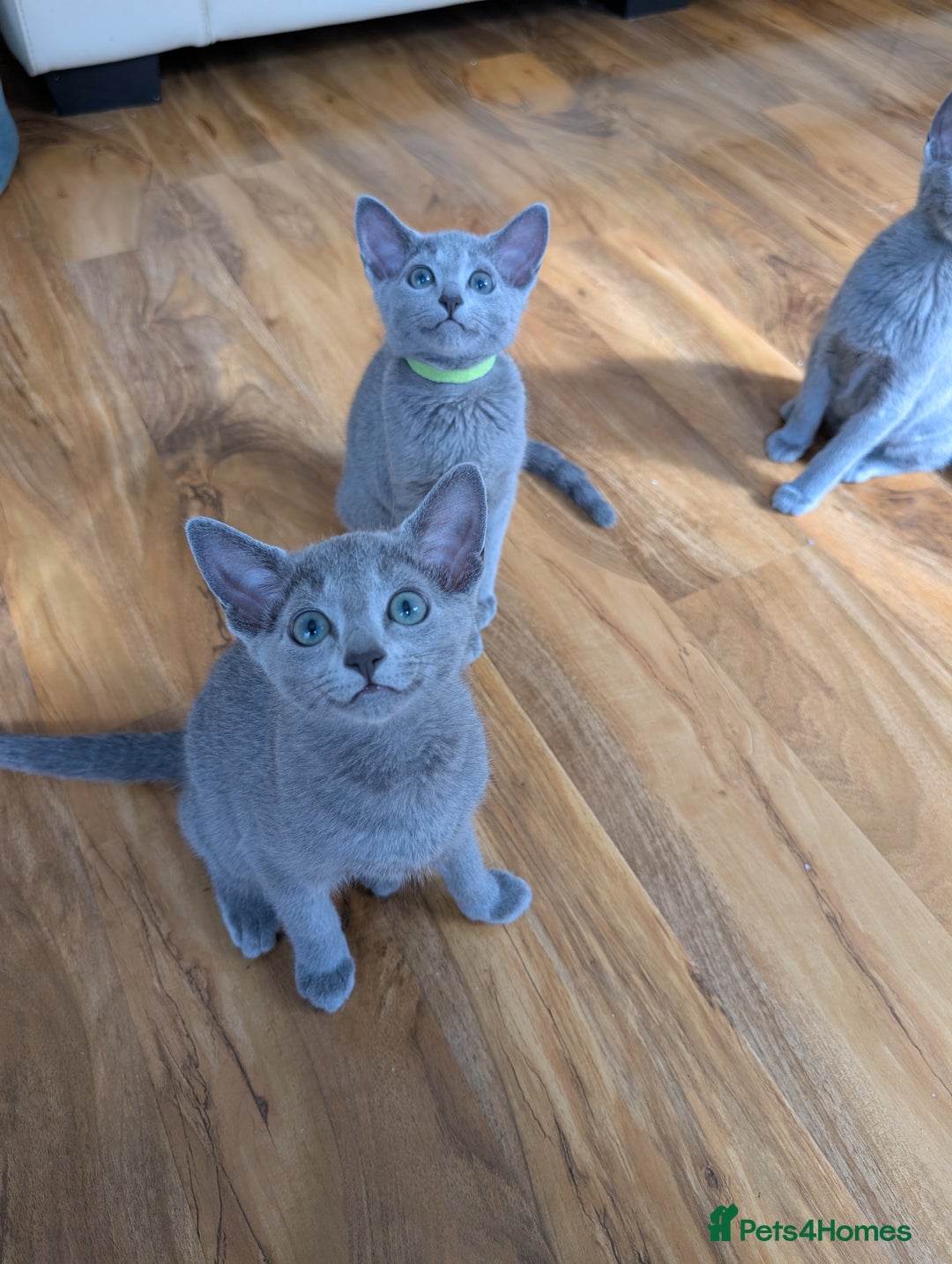 Russian Blue cats for sale: Stunning Russian Blue babies  in Huddersfield - Image 1