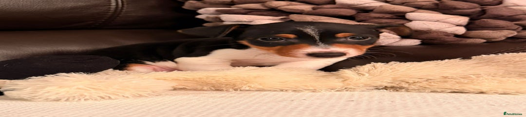 Jack Russell Puppy 2