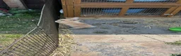 Mixed Breed rabbits for sale: Rabbits  in Darlington - Advert 7