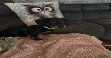 Miniature Dachshund dogs Last girl ready now. - Advert 13