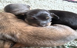 Miniature Dachshund dogs for sale: Exceptional mini long pups  - Image 6