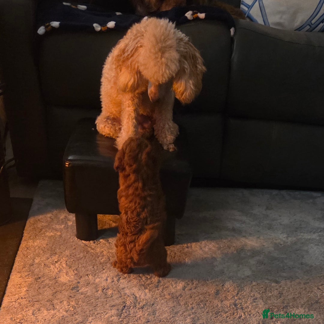 Toy Poodle dogs for sale: Tiny toy poodle red girl  - Advert 2