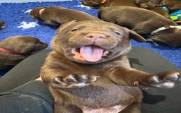 Labrador Retriever dogs for sale: Outstanding Quality Chocolate Labrador Puppies - Image 21