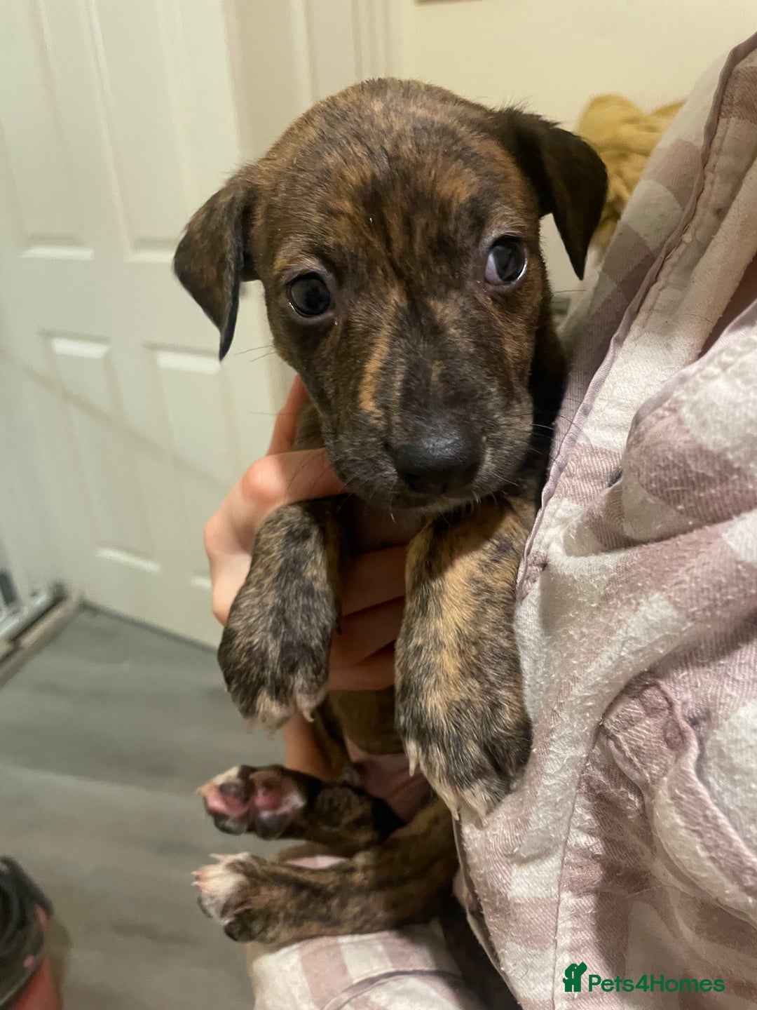 Lurcher dogs for sale: Greyhound/deerhound brindle lurchers - Advert 12