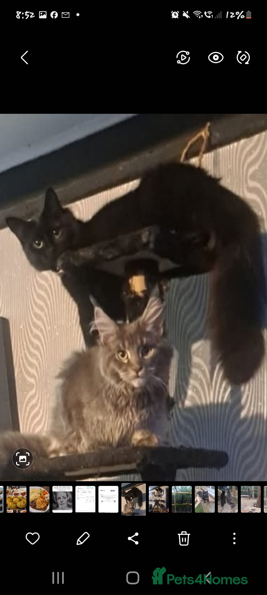 Norwegian Forest Cat cats Norwegian forest x British long hair kittens - Advert 1