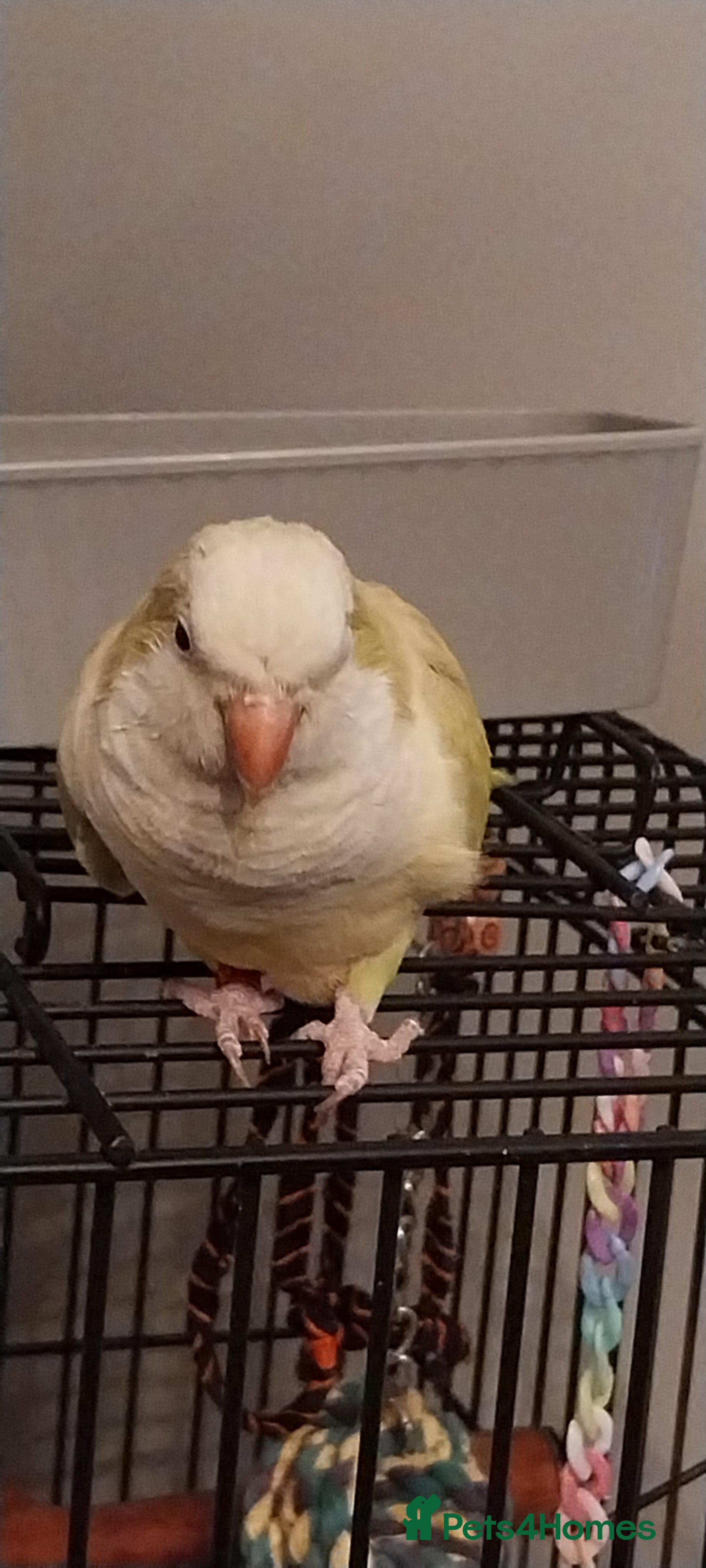 Parakeets birds Beautiful Lime Green Female Quaker Parrot - Advert 4