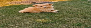 Pomeranian 1