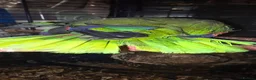 Parrots birds for sale: Amazon talking red head parrot  - Advert 8