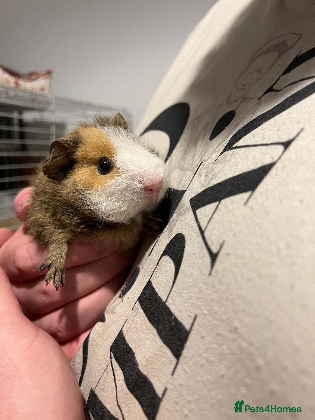 Guinea Pig rodents for sale: 2 male paired guinea pigs + set up  - Advert 2