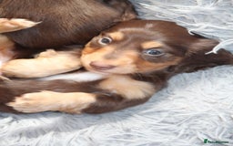 Miniature Dachshund dogs for sale: Top quality long haired miniature dachshunds - Image 1