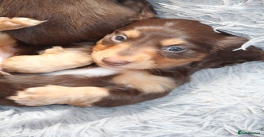 Miniature Dachshund dogs - Advert 8