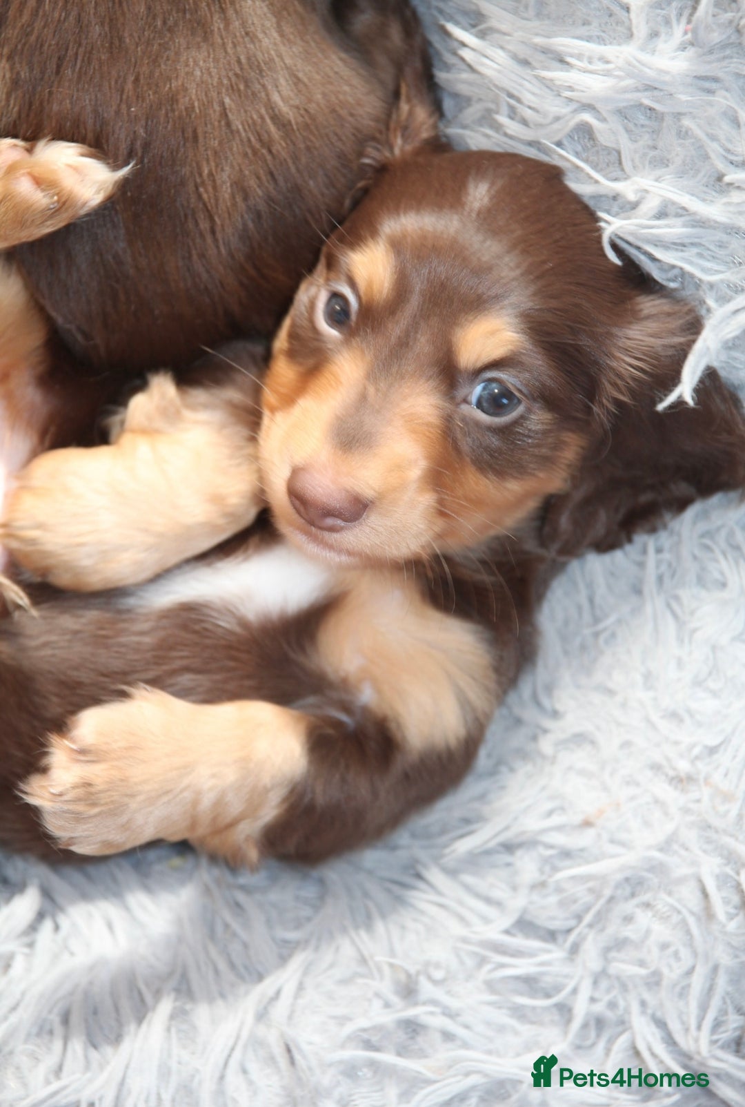 Miniature Dachshund dogs for sale: Top quality long haired miniature dachshunds - Image 1