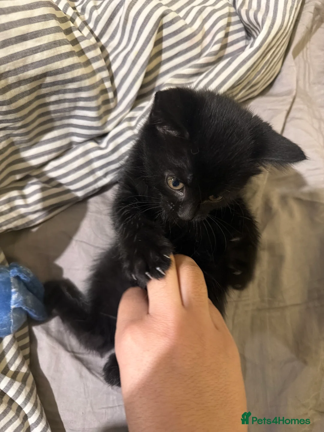 Mixed Breed cats for sale: 2 black male kittens for sale  in London - Advert 2