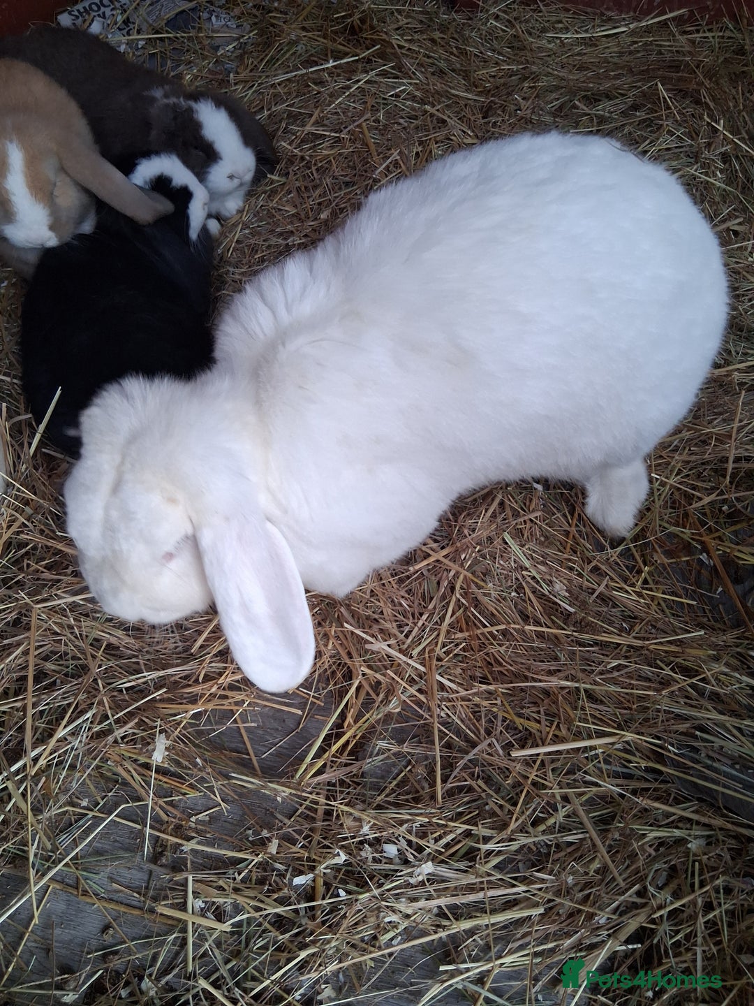 French Lop rabbits for sale: Minilop x french lop 1 male bunny - Advert 5