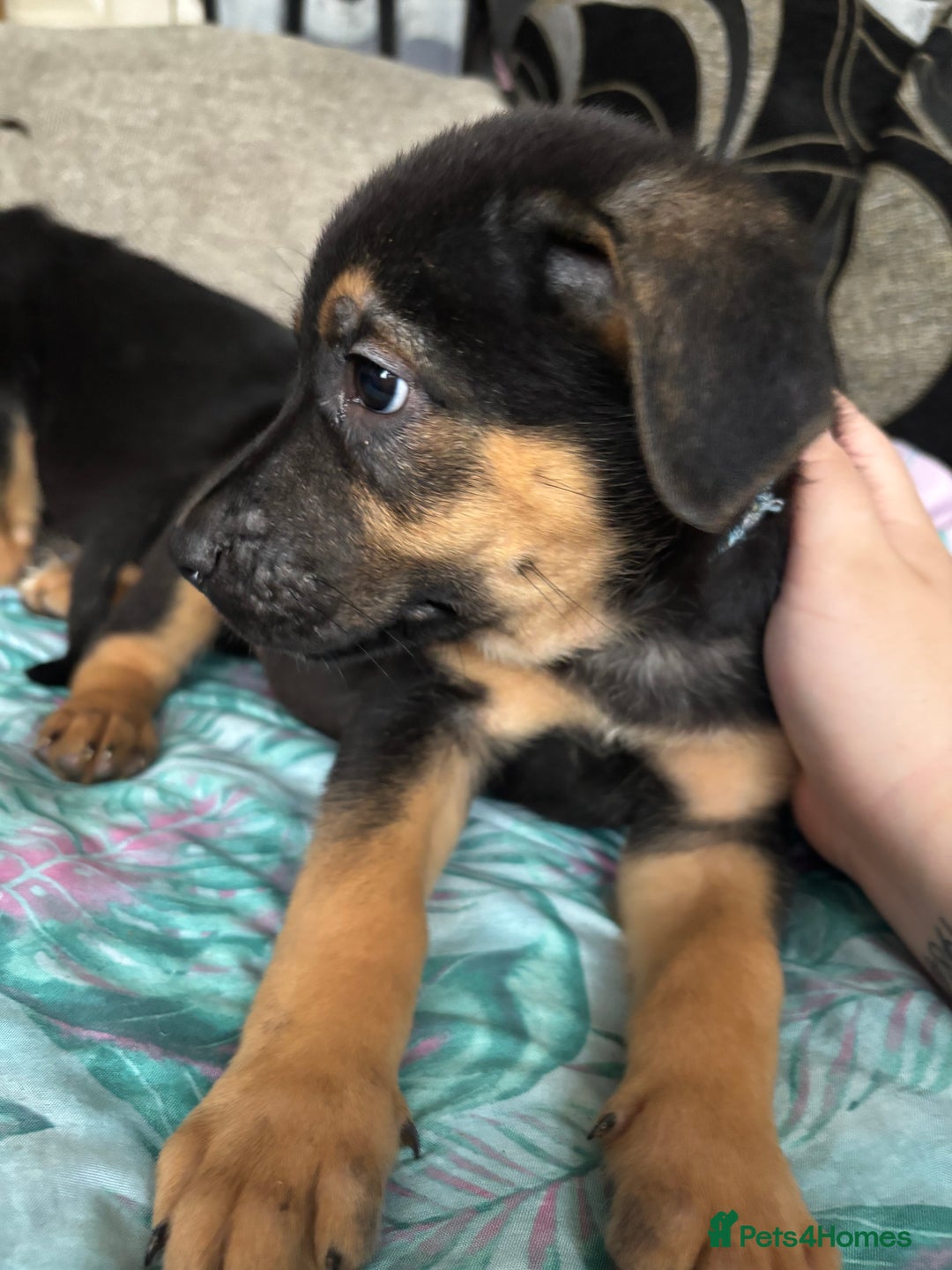 Mixed Breed dogs for sale: german shepard x old tyme bulldog  - Image 16
