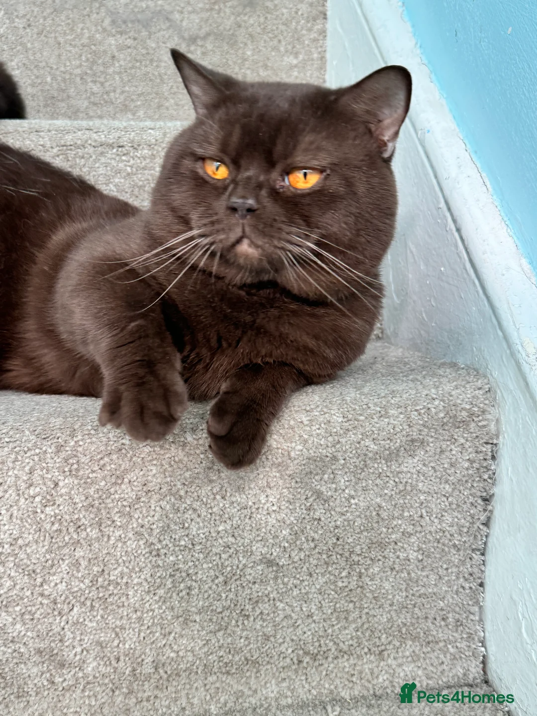 British Shorthair cats for stud: Chocolate British shorthair GCCF Active in London - Advert 2