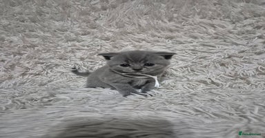 British Shorthair cats - Advert 12