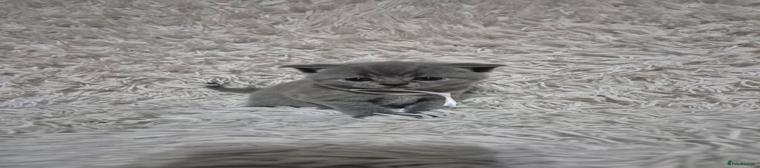 British Shorthair Kitten 1