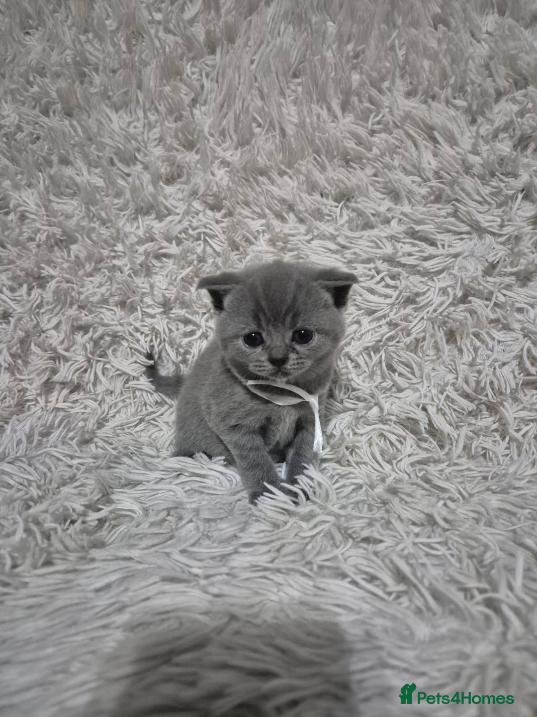 British Shorthair cats for sale: British short-hair kittens - Advert 11