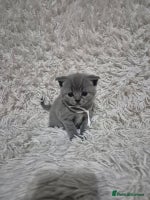 British Shorthair cats - Advert 12