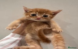 Scottish Fold cats for sale: Scottish fold male kittens available  - Image 16