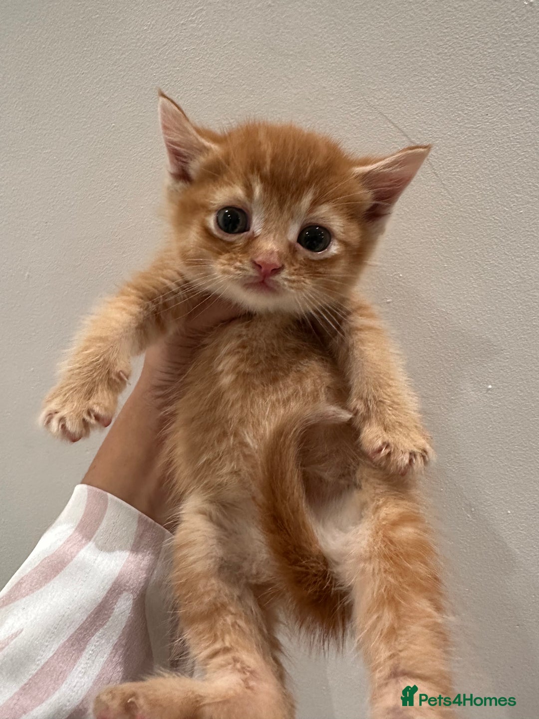 Scottish Fold cats for sale: Scottish fold male kittens available  - Image 16