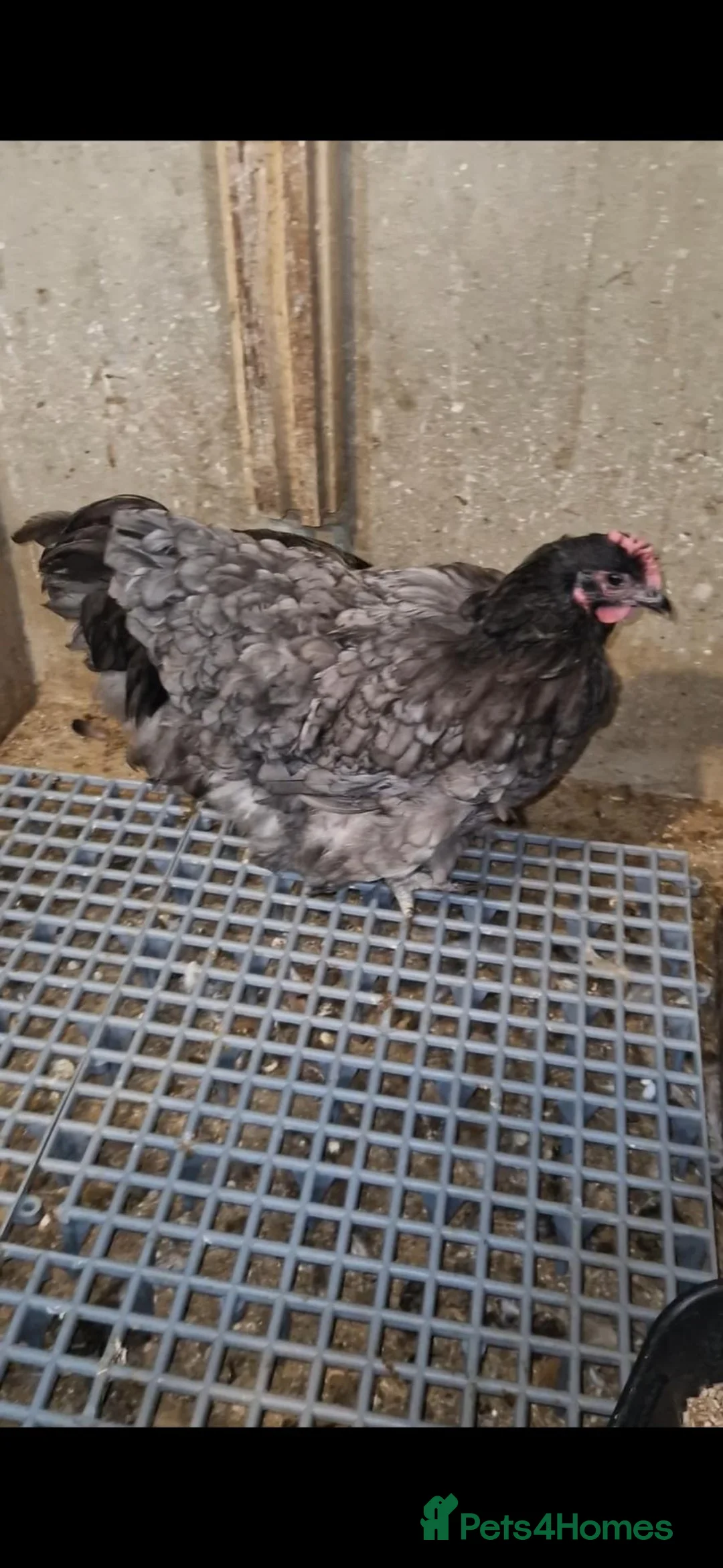 Chickens poultry for sale: Orpington pair  in Barking - Advert 2