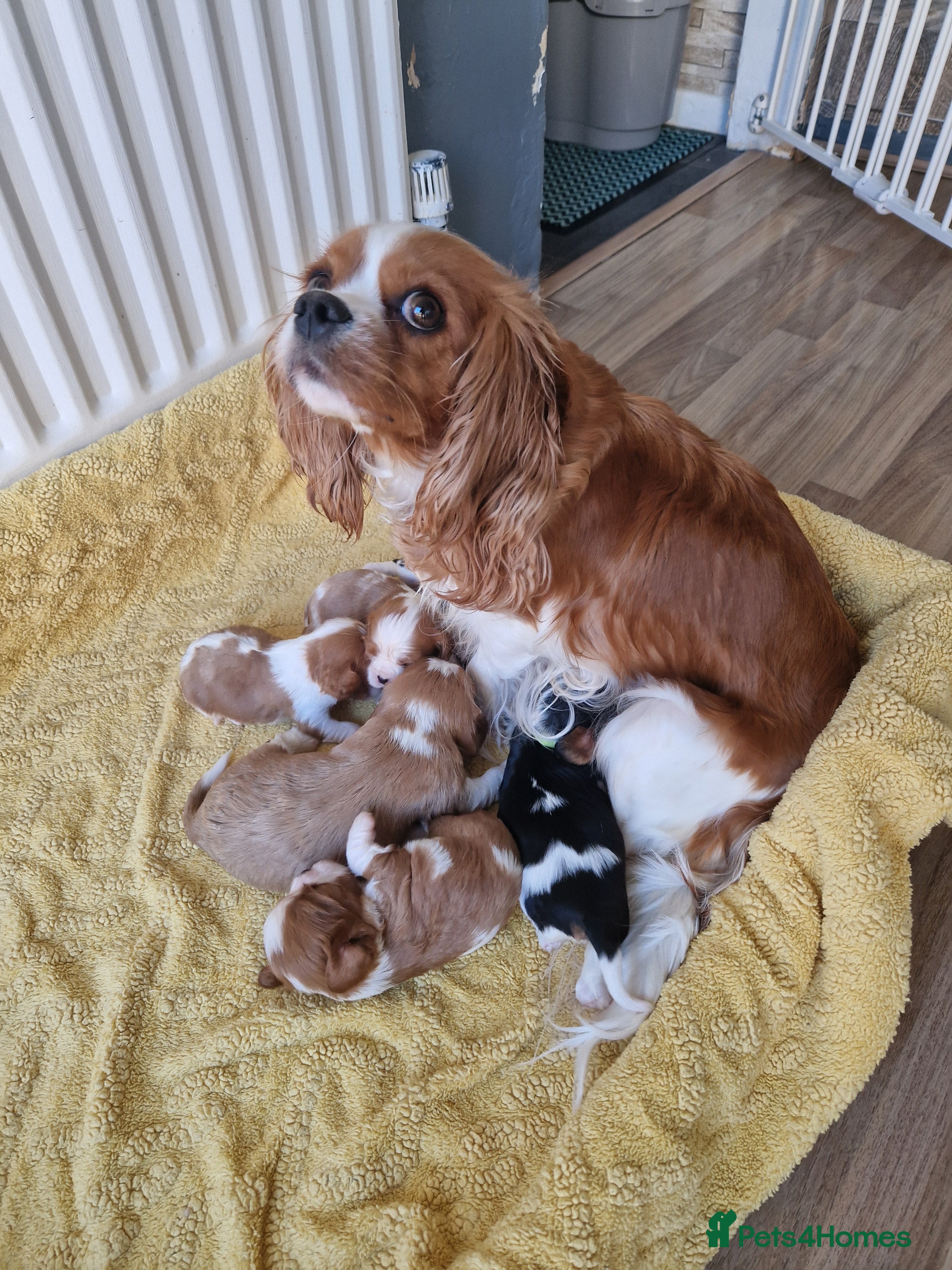 Cavalier King Charles Spaniel dogs Cavalier King Charlies - Advert 4